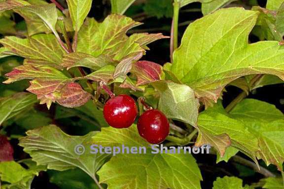 viburnum opuus 3468b graphic